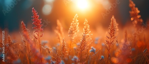 a close up of a field of grass with the sun shining through the grass and the flowers in the foreground.