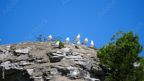 Seagulls perched on cliff