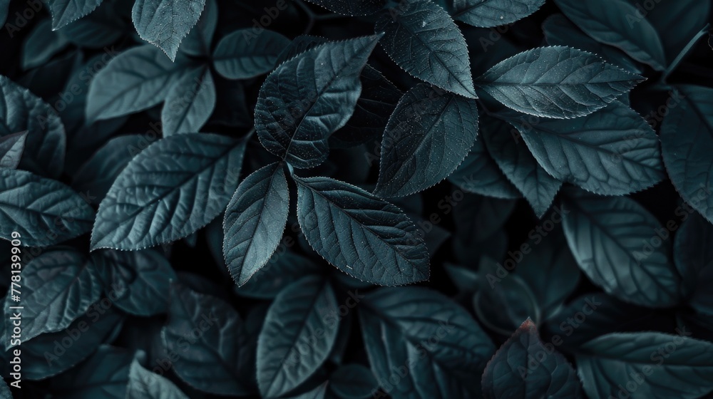 A close up of a leafy plant with dark green leaves A close up of a leafy plant with dark green leaves
