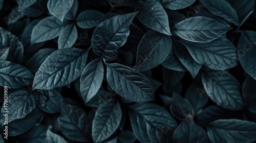 A close up of a leafy plant with dark green leaves