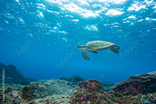サンゴ礁を泳ぐ大きく美しいアオウミガメ（ウミガメ科）の群れ。スキンダイビングポイントの底土海水浴場。 航路の終点、太平洋の大きな孤島、八丈島。 東京都伊豆諸島。 2020年2月22日水中撮影。A school of Big beautiful green sea turtles (Chelonia mydas, family comprising sea turtles) swimmin