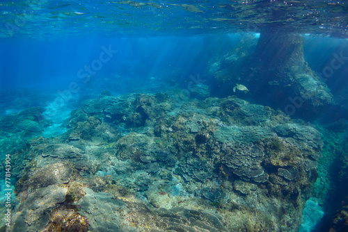 サンゴ礁を泳ぐ大きく美しいアオウミガメ（ウミガメ科）の群れ。スキンダイビングポイントの底土海水浴場。 航路の終点、太平洋の大きな孤島、八丈島。 東京都伊豆諸島。 2020年2月22日水中撮影。A school of Big beautiful green sea turtles (Chelonia mydas, family comprising sea turtles) swimmin