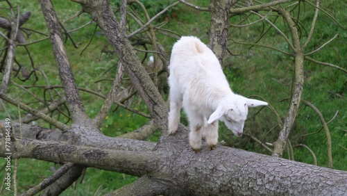 Cute white baby goat kid, climbing on a tree.