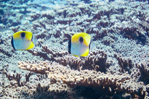 素晴らしいサンゴ礁の美しいイッテンチョウチョウウオ（チョウチョウウオ科）他の群れ。

スキンダイビングポイントの底土海水浴場。
航路の終点、太平洋の大きな孤島、八丈島。
東京都伊豆諸島。
2020年2月22日水中撮影。

A school of the Beautiful Teardrop butterflyfish (Chaetodon unimaculatus) and others in W photo