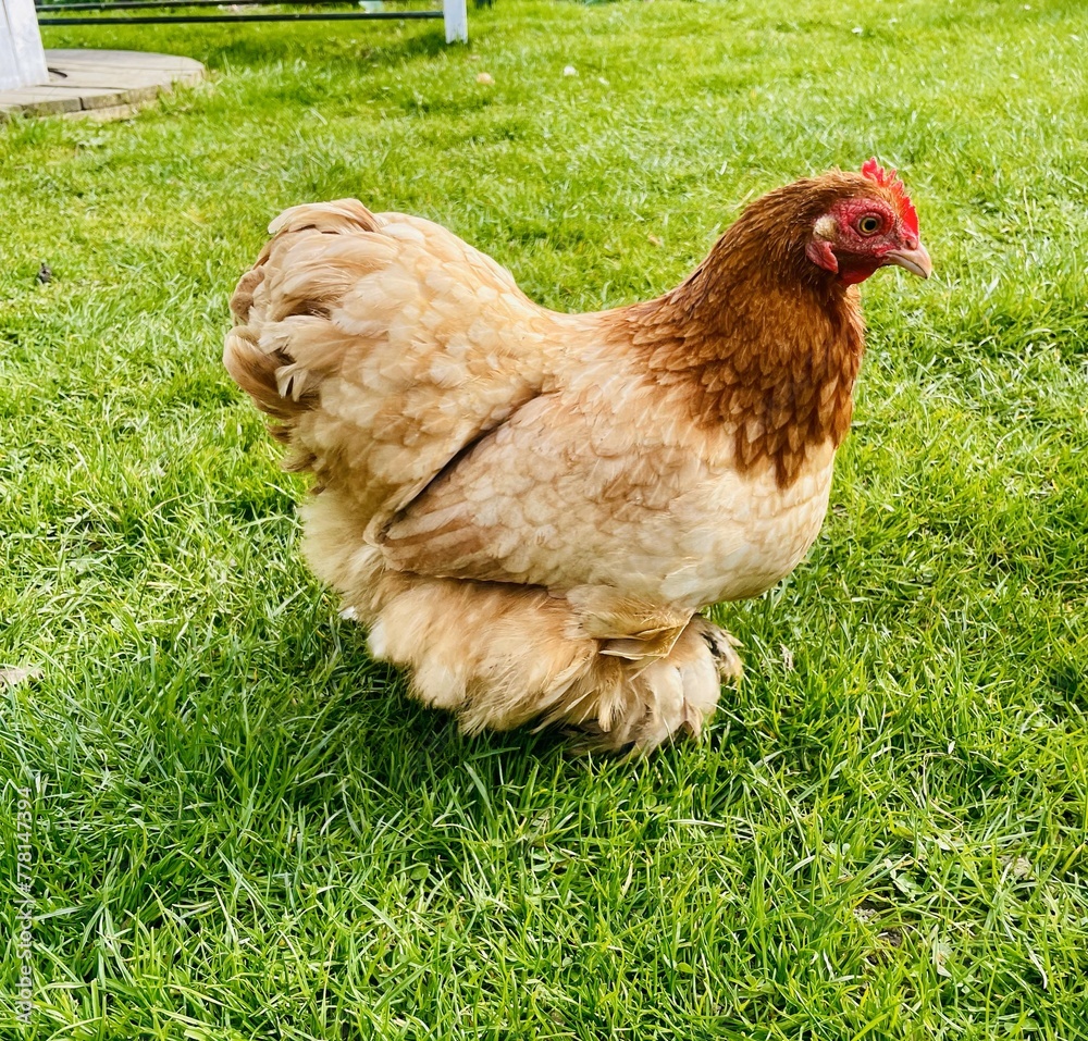 Fototapeta premium Down balls interspersed with golden rays of sunlight, hens walk on the green grass