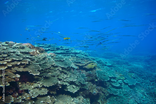 素晴らしいサンゴ礁の美しいサヨリ（サヨリ科）の群れ。スキンダイビングポイントの底土海水浴場。 航路の終点、太平洋の大きな孤島、八丈島。 東京都伊豆諸島。 2020年2月22日水中撮影。A school of the Beautiful Halfbeak in Wonderful coral reefs.Sokodo Beach, a skin diving point. Izu Is
