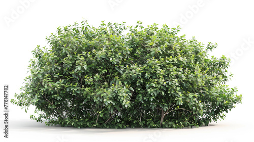 bush isolated on white background.