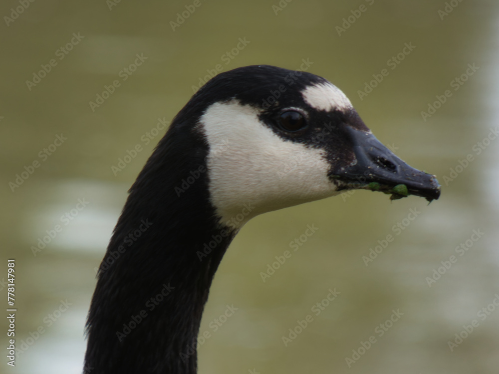 goose, Canada goose, animal, bird, nature, meadow, park, grass, goose, Canada goose, animal, bird, nature, meadow, park, grass,