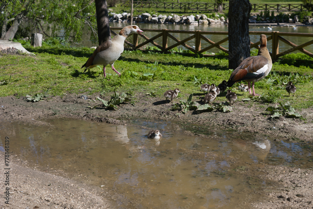 Naklejka premium goose, egyptian, bird, animal, young, nature, view, park, plants