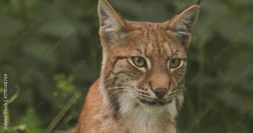 The Eurasian lynx (Lynx lynx) in the forest. The Eurasian lynx (Lynx lynx) in the forest.