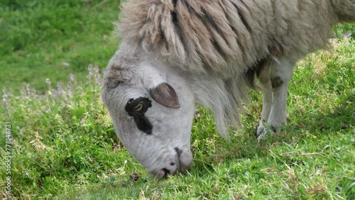 Sheep grazing on grass in field. Close up, slow motion.