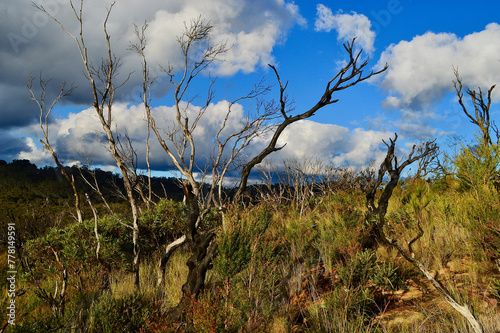 A burned tree in regenerating vegetation at Narrowneck in the Blue Mountains of Australia. photo