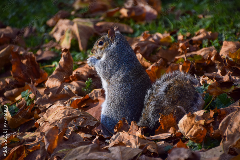 A grey squirrel forages among fallen leaves in Autumn in a park in London, UK. A grey squirrel forages among fallen leaves in Autumn in a park in London, UK.