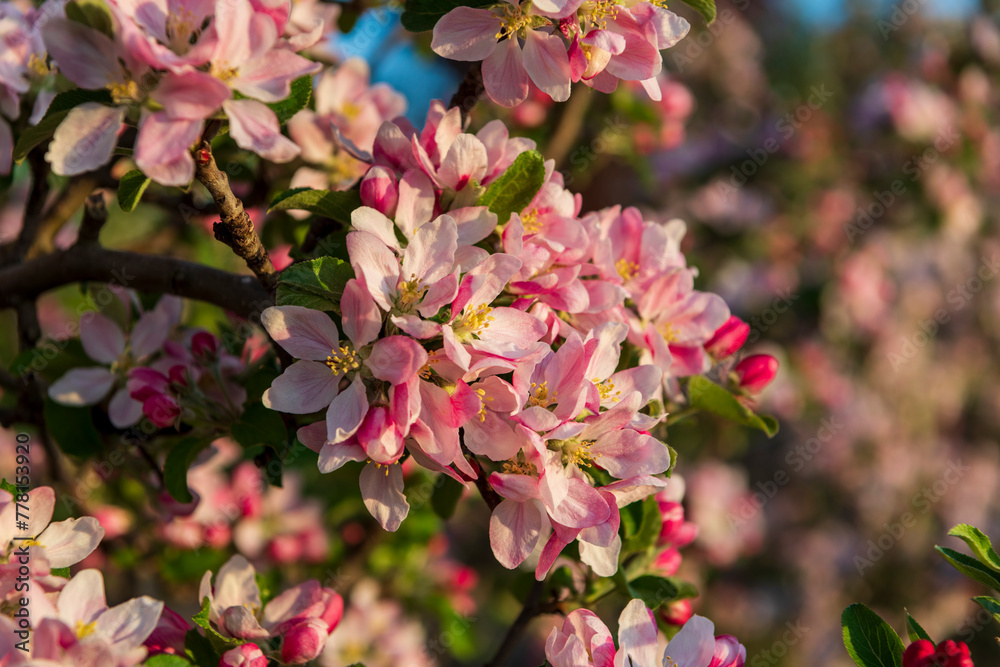 pink and white blossom, apple pink and white blossom, apple