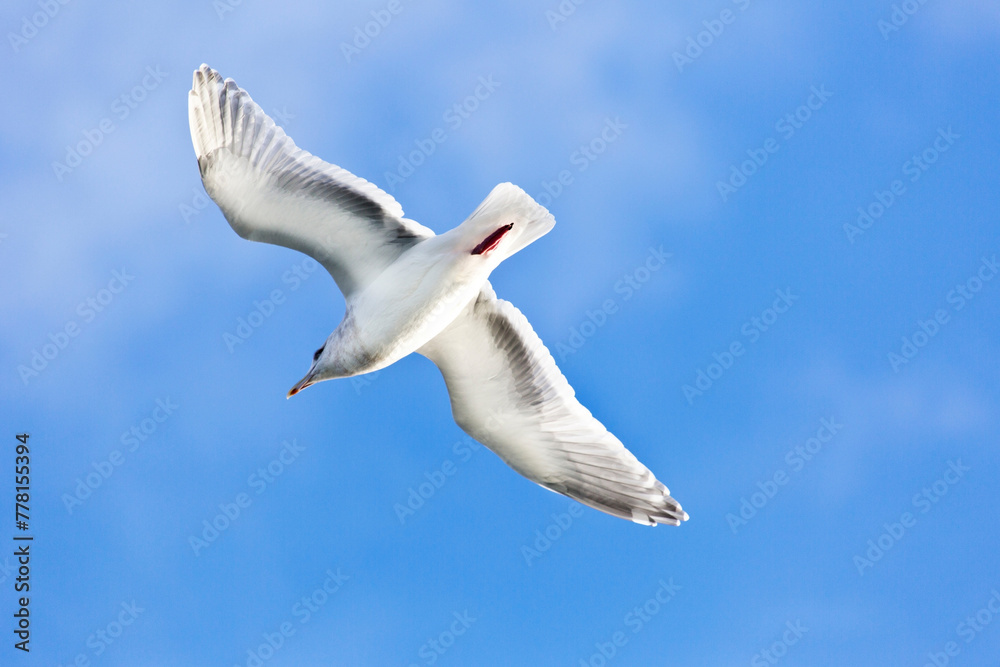 Obraz premium Majestic Airborne Seagull: Stunning 4K Ultra HD Picture of Seagull in Flight