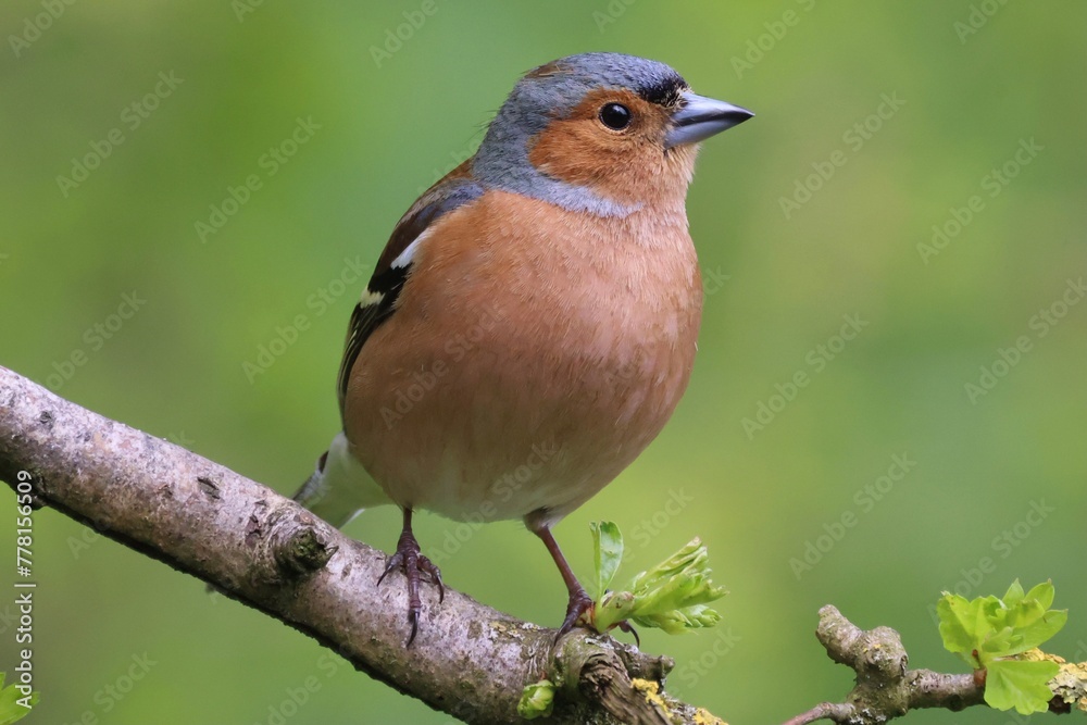 Chaffinch Chaffinch