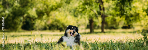 Tricolor Rough Collie Puppy, Funny Scottish Collie, Long-Haired Collie, English Collie, Lassie Dog Playing In Green Grasspanorama, panoramic view, copy space 