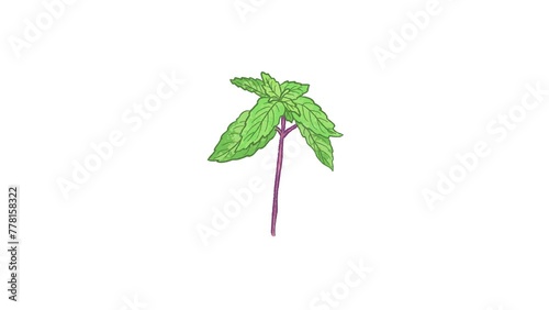 Isolated green Taiwanese basil leaves