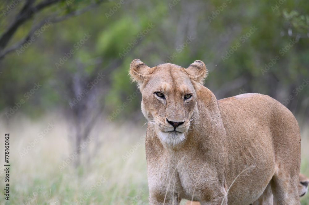 African lioness standing while moving to shade. African lioness standing while moving to shade.