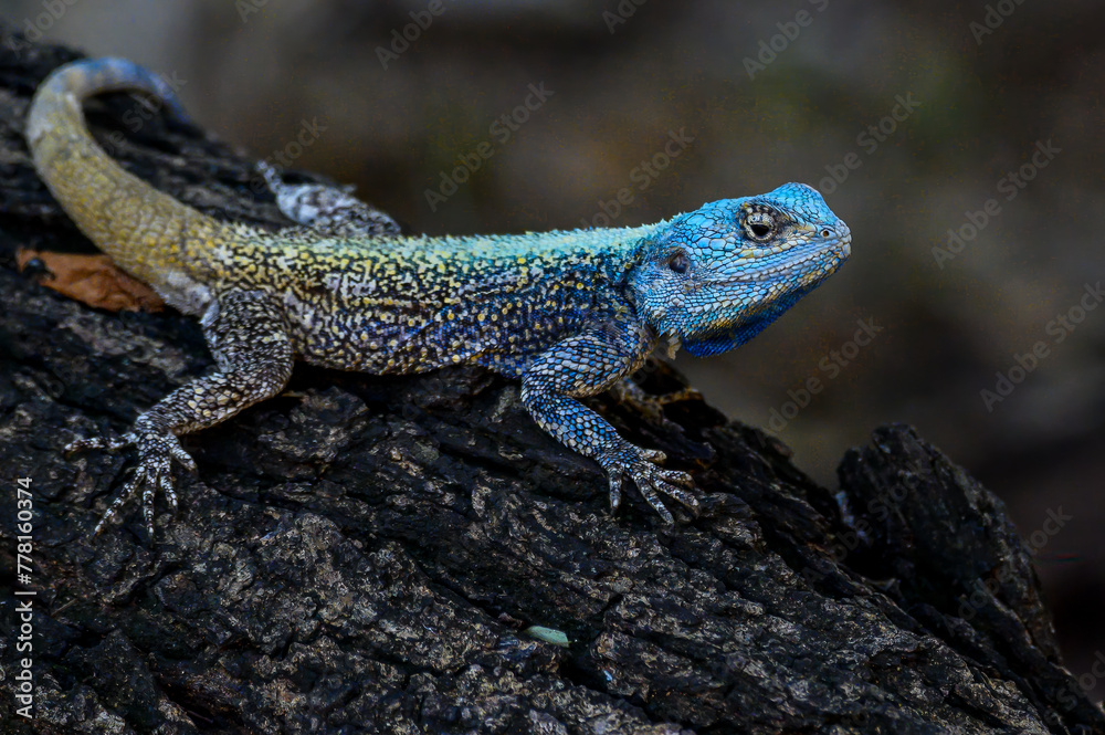Southern Tree Agama showing his cobalt blue breeding colors. Southern Tree Agama showing his cobalt blue breeding colors.
