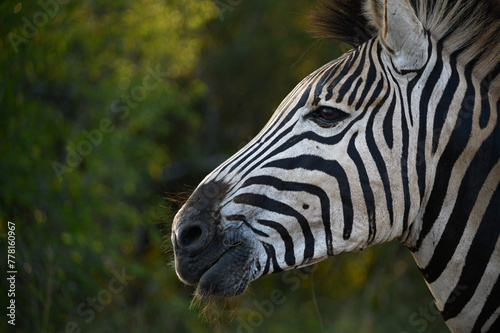 Burchell's zebra close up portrait with backlighting