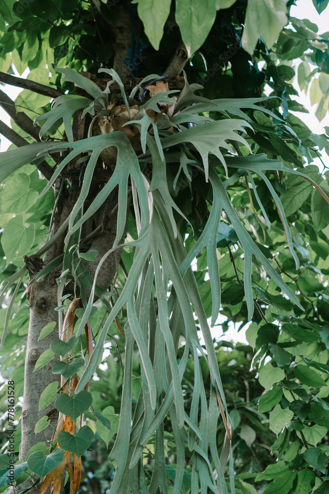 Platycerium willinckii (wil-lin-key-eye) sometimes called Java Staghorn ...