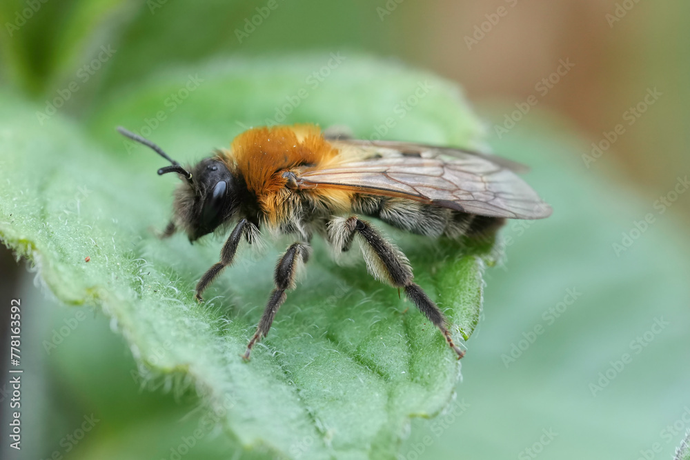Closeup on a female Grey-patched mining, Andrena nitida with abundant hair development due to Stylops metillae parasite Closeup on a female Grey-patched mining, Andrena nitida with abundant hair development due to Stylops metillae parasite