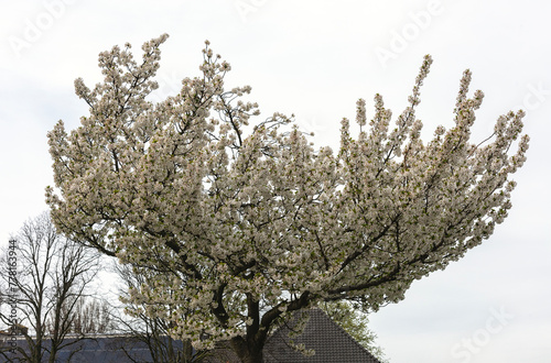 beautiful prunus yedoensis in bloom photo