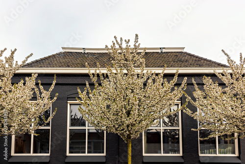 beautiful prunus yedoensis in bloom with a building in the background photo