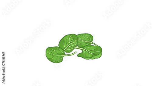 Different angles of spinach leaves