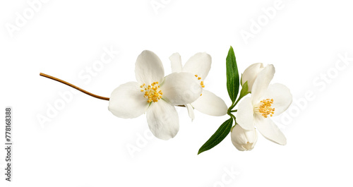 Fototapeta Naklejka Na Ścianę i Meble -  Branch with jasmine flowers (Philadelphus coronarius) isolated on white background.  Element for creating designs, cards, patterns, floral arrangements, frames, wedding cards and invitations.