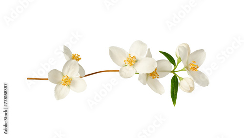 Branch with jasmine flowers (Philadelphus coronarius) isolated on white background.  Element for creating designs, cards, patterns, floral arrangements, frames, wedding cards and invitations. photo