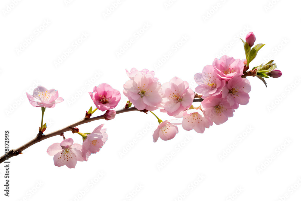 A delicate cherry blossom branch against a clear blue sky, capturing the fleeting beauty of spring isolated on transparent background