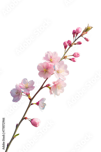 A delicate cherry blossom branch against a clear blue sky  capturing the fleeting beauty of spring isolated on transparent background