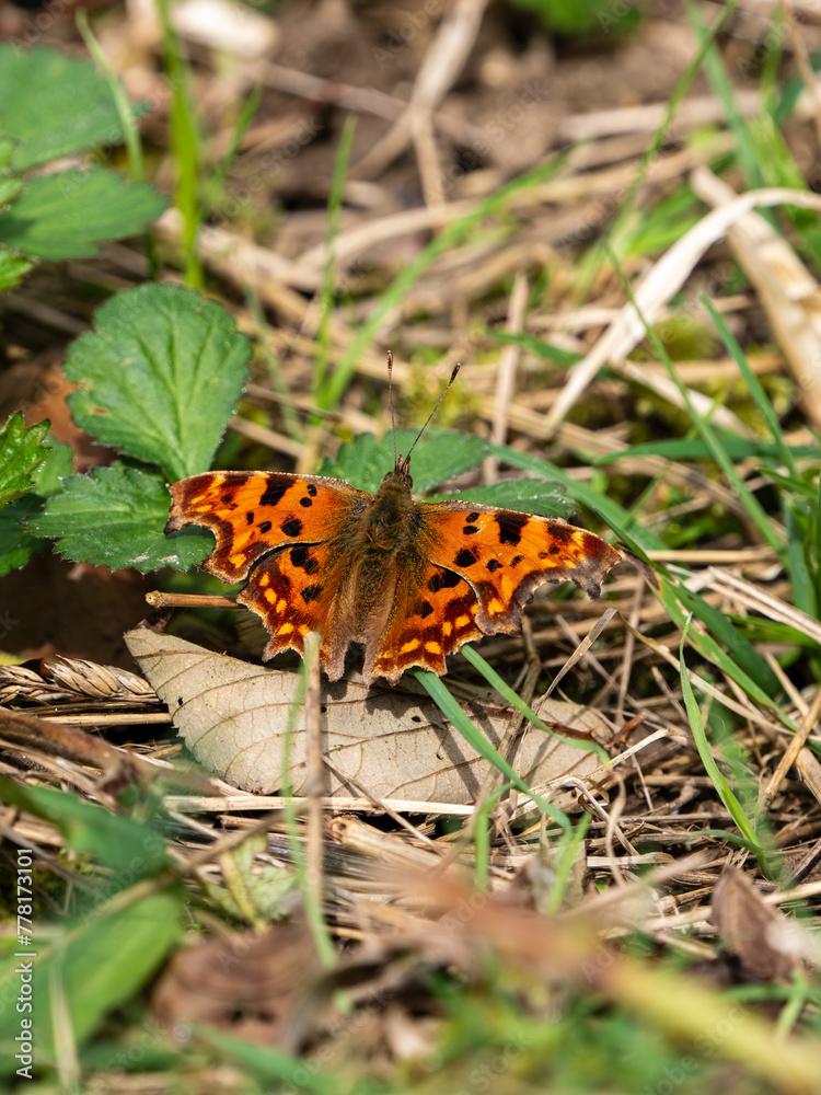 Comma Butterfly With its Wings Open Comma Butterfly With its Wings Open