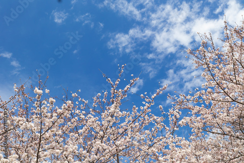 sakura