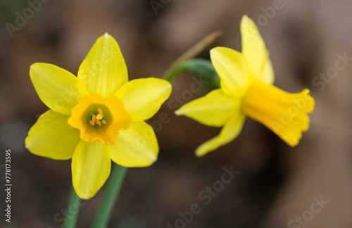 Two flowers of narcissus 