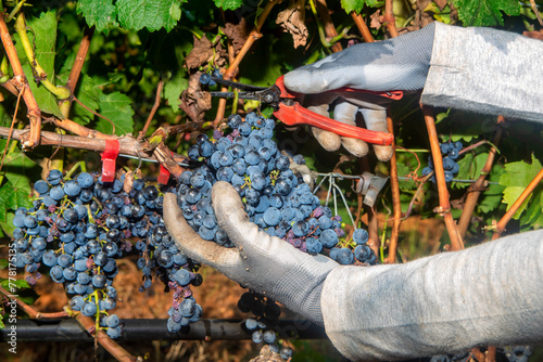 Close up of worker's hands cutting red grapes from vines during wine harvest.