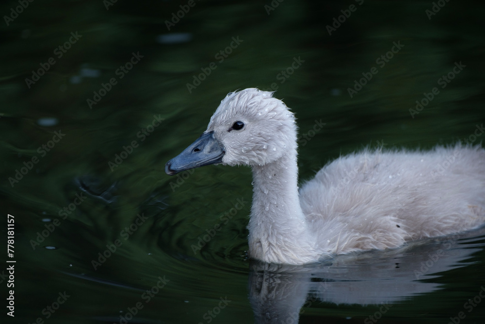 cygnet in the water, portrait of cute little swan