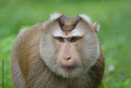 northern pig-tailed macaque, portrait of monkey, Macaca leonina photo