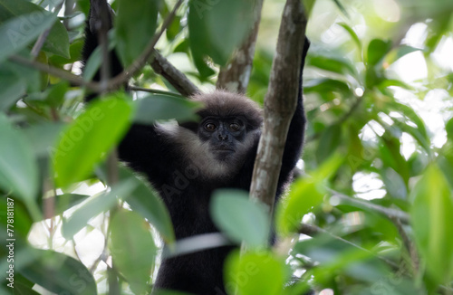 Purple-faced langur, portrait of a monkey, Semnopithecus vetulus in Sri Lanka