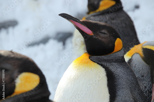 king penguin closing eyes photo