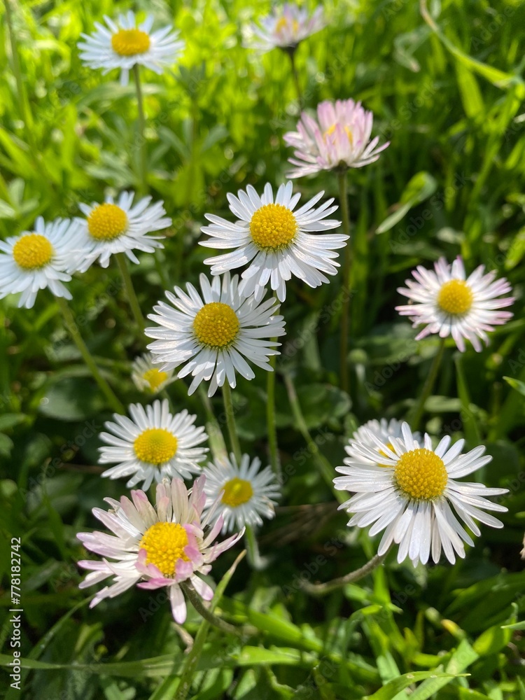 daisies in the garden daisies in the garden