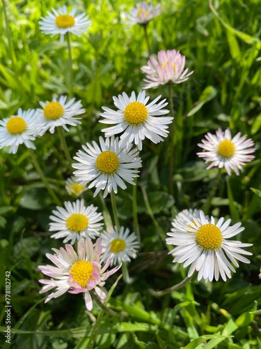 daisies in the garden