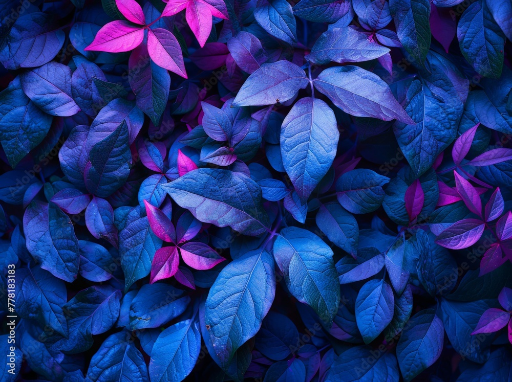 Close Up of Vibrant Purple and Blue Leaves Against Dark Background with Sky in Background Close Up of Vibrant Purple and Blue Leaves Against Dark Background with Sky in Background
