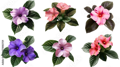 Impatiens Bloom Collection: Vibrant Floral Digital Art Set, Transparent Background Isolated Flowers in Top View Flat Lay, PNG 3D Botanical Design Illustrations for Summer Garden Decoration