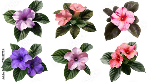 Impatiens Bloom Collection  Vibrant Floral Digital Art Set  Transparent Background Isolated Flowers in Top View Flat Lay  PNG 3D Botanical Design Illustrations for Summer Garden Decoration