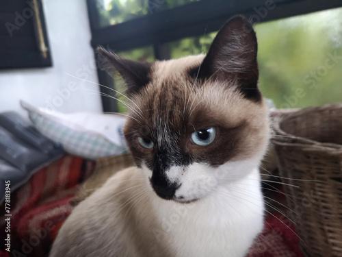 portrait of young Siamese cat