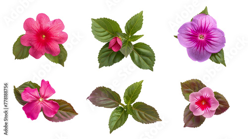 Impatiens Bloom Collection  Vibrant Floral Digital Art Set  Transparent Background Isolated Flowers in Top View Flat Lay  PNG 3D Botanical Design Illustrations for Summer Garden Decoration