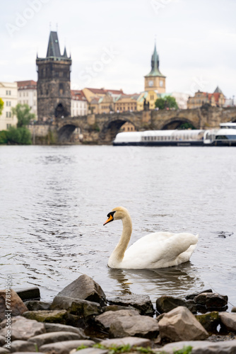 Close-up of a white swan on the Vltava River in the city of Prague, with the cityscape and Charles Bridge in the background.